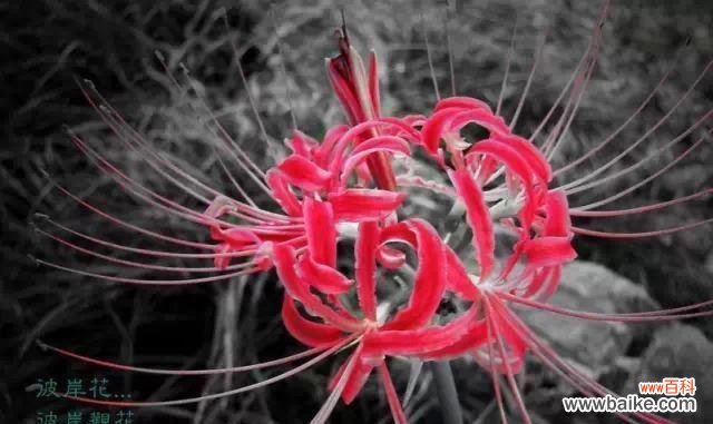 百合花语中的宽恕之美以及它在我们生活中的作用 宽恕的力量