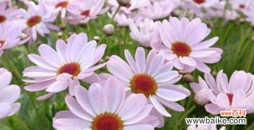 玫瑰花语的愧疚意涵及其影响因素 以白色玫瑰花语揭示愧疚心理的真相