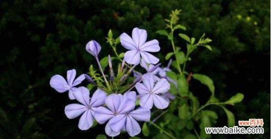 揭示冷漠背后的情感密码 冷漠花语的探究——以雏菊为例