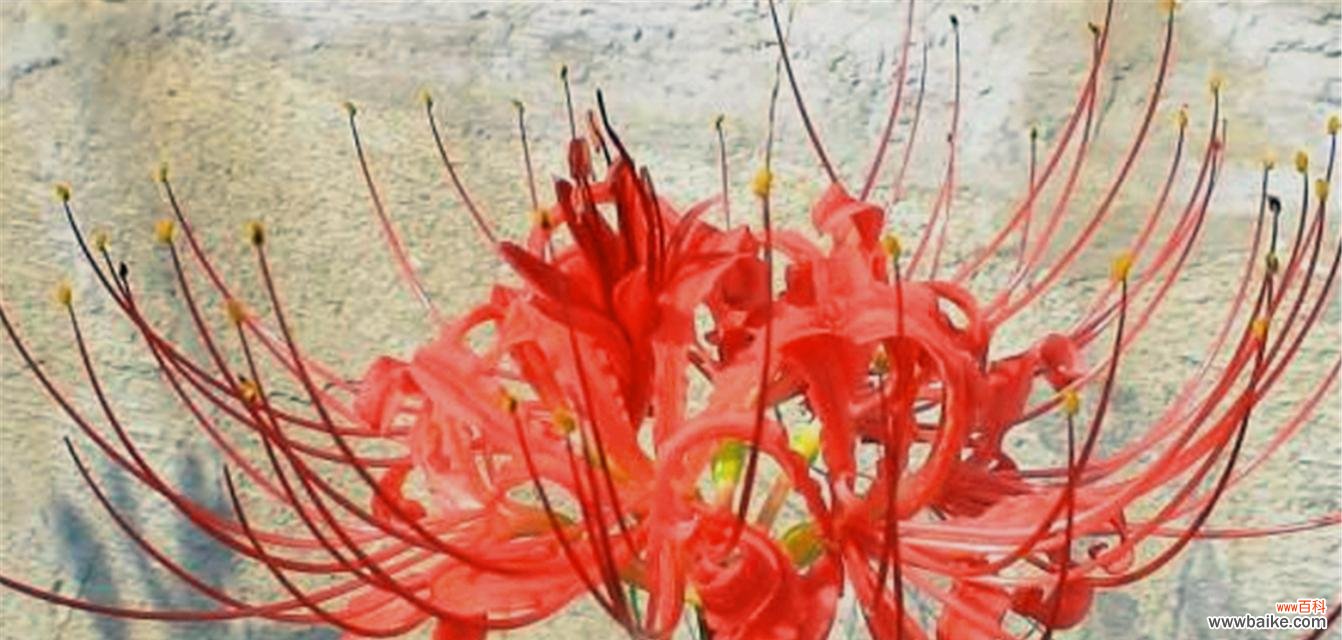 莲花的美丽与生命的循环 轮回的花语