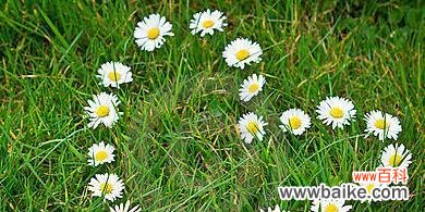 百合花与离别的情感纠葛 离别花语的深意