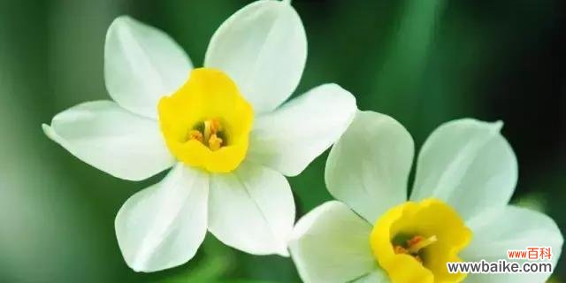 百合花与离别的情感纠葛 离别花语的深意