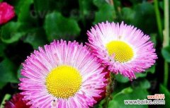 以白色康乃馨为主题的离别之恋 离别的爱情，凋零的牵挂