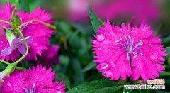 以牵牛花的花语为线索 用牵牛花的花语理解人生之旅