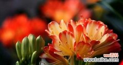 揭秘玫瑰花语中的爱情密码 花语中的恋人