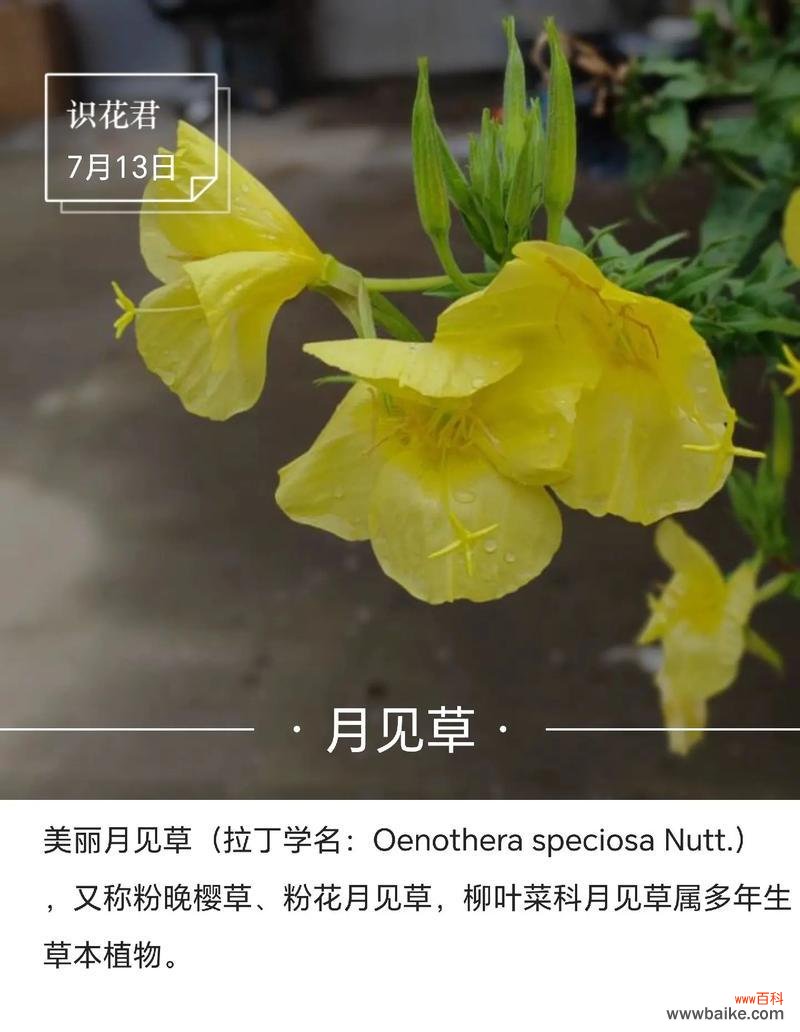 探索乒乓菊的花语与意义 乒乓菊花语的美丽寓意