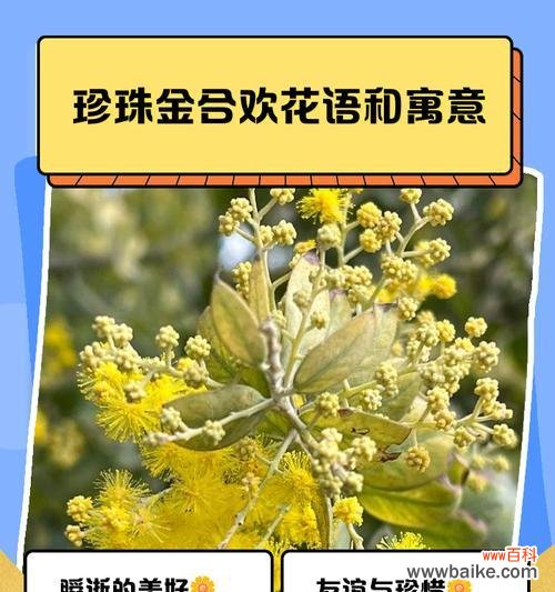 纯洁与无尘的诗意 白色玫瑰的花语