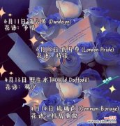 探索西伯利亚百合的花语与意义，感受其带来的美丽与祝福 西伯利亚百合花语