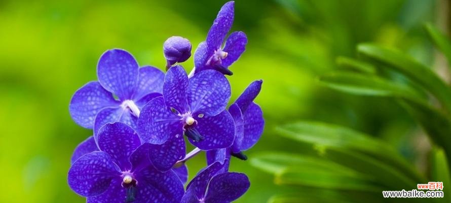 春兰 春兰花语与象征意义