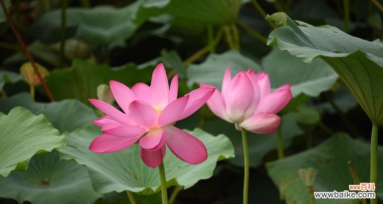 窗外的纯净与生机 窗前意境——荷花的美丽和哲学