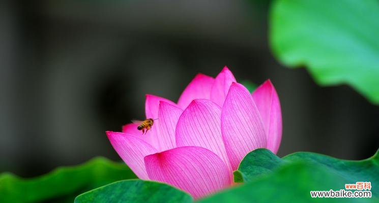 窗外的纯净与生机 窗前意境——荷花的美丽和哲学