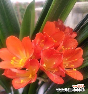 以大花君子兰花语探寻生命的意义 大花君子兰