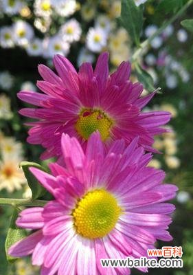 探索翠菊的深层意义 翠菊的寓意与象征——花开人心