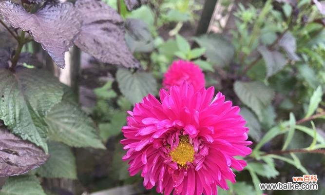 探索翠菊的深层意义 翠菊的寓意与象征——花开人心