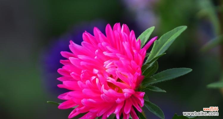 探索翠菊的深层意义 翠菊的寓意与象征——花开人心