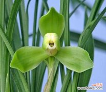 盛开在春天里的吸引力之花 春兰