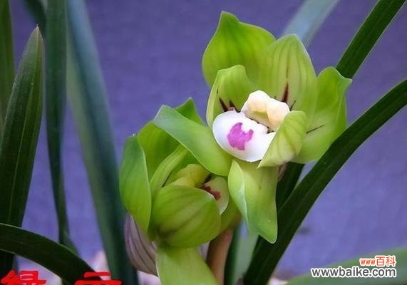 盛开在春天里的吸引力之花 春兰