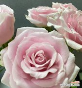 用大桃红玫瑰传递爱与美 大桃红玫瑰的浪漫寓意