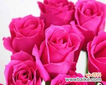 用大桃红玫瑰传递爱与美 大桃红玫瑰的浪漫寓意