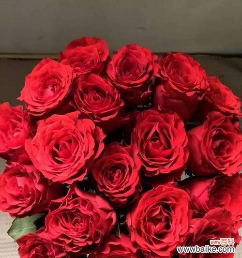 用大桃红玫瑰传递爱与美 大桃红玫瑰的浪漫寓意