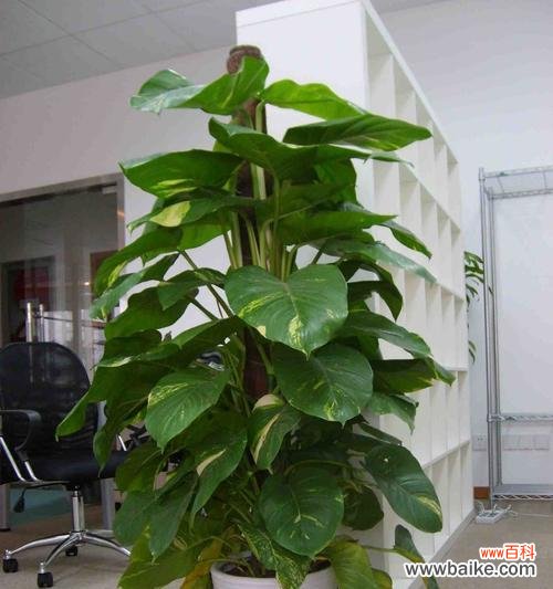 探寻大绿萝在风水中的重要性与象征意义 大绿萝与风水