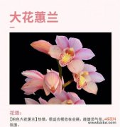 唤醒感知 大花蕙兰花语