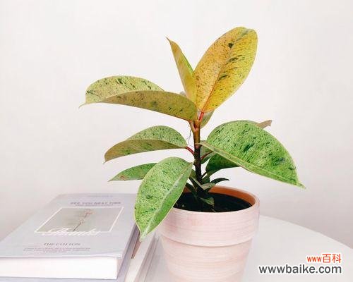 橡皮树的象征意义和单位建设之间的联系 橡皮树与单位的寓意