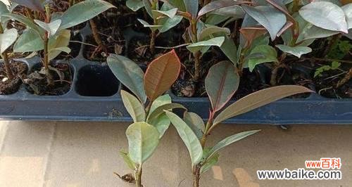 橡皮树的象征意义和单位建设之间的联系 橡皮树与单位的寓意