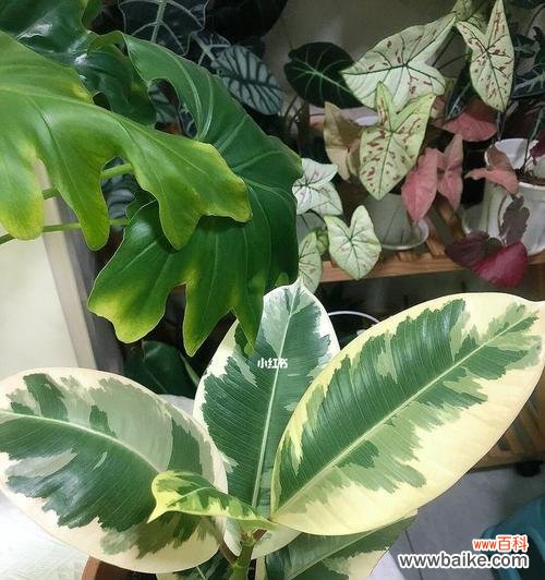 橡皮树的象征意义和单位建设之间的联系 橡皮树与单位的寓意