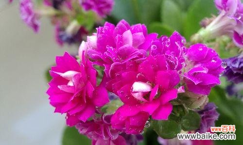 催人奋进的花海 寿花——长寿的象征