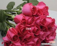 传递爱与热情的桃红玫瑰 大桃红玫瑰的花语与魅力