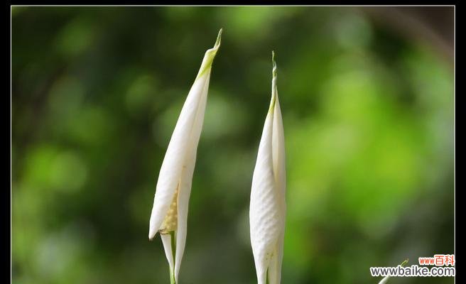 唤醒内心的慈悲 滴水观音的花语——生命的守护者