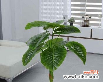 唤醒内心的慈悲 滴水观音的花语——生命的守护者