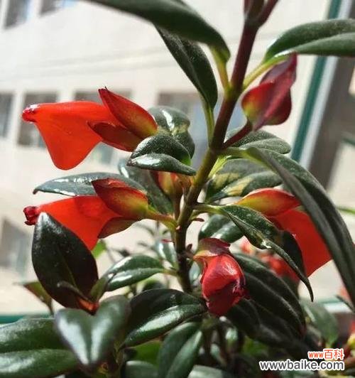 唤醒心灵的植物艺术家居装饰的明星选择 灯笼吊兰花语