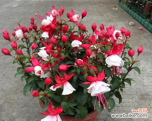 唤醒心灵的植物艺术家居装饰的明星选择 灯笼吊兰花语