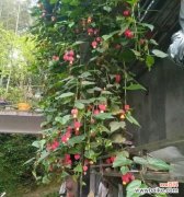 唤醒心灵的植物艺术家居装饰的明星选择 灯笼吊兰花语