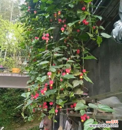 唤醒心灵的植物艺术家居装饰的明星选择 灯笼吊兰花语