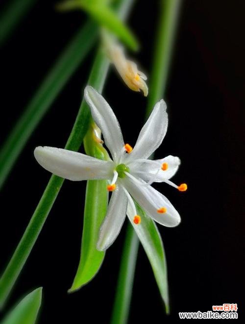 揭开吊兰花的隐秘 吊兰花的寓意与象征意义