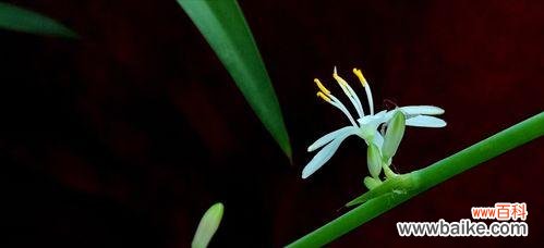 揭开吊兰花的隐秘 吊兰花的寓意与象征意义
