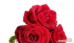 百合花的花语揭示你是我的唯一之谜 唯一之花