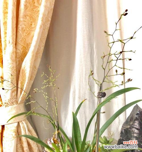 用百合花的花语传递积极向上的努力精神 以百合花为主题的花语——努力的力量