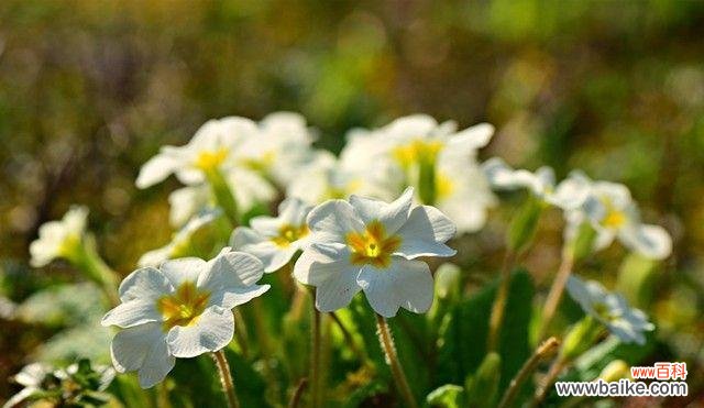 用百合花的花语讲述一段默默守护的爱情故事 默默守护的爱