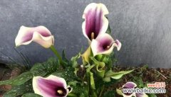 用花语表达的刺骂之花语 花语中的骂人之花——彼岸花