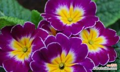 用玫瑰花语表达美好心情 美好花语——以玫瑰花为主题