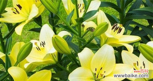 用玫瑰花语表达美好心情 美好花语——以玫瑰花为主题