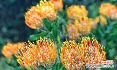 探寻女王的象征意义和文化底蕴 女王的花园——以英国玫瑰花为主题的花语文章