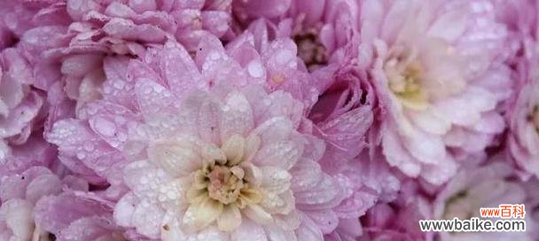 以什么花的花语以偏爱为主题 花语中的偏爱