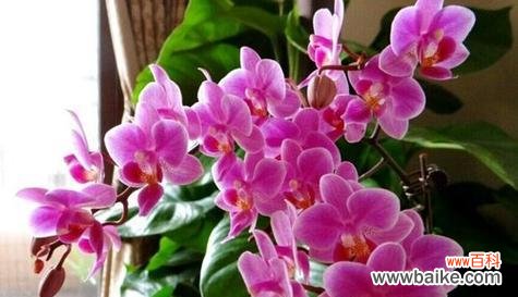 感受陪伴的暖意——银杏花传递的深刻花语 以银杏花为主题的陪伴之美