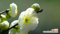 康乃馨花语的深层含义和表达方式 以康乃馨为花语的偏执的爱