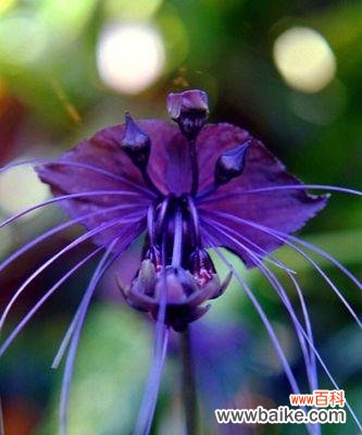 康乃馨花语的深层含义和表达方式 以康乃馨为花语的偏执的爱